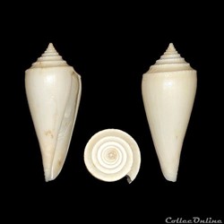 Profundiconus teramachii (Kuroda, 1956)
