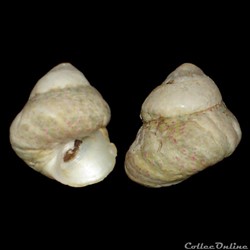 Trochidae - Steromphala divaricata (Linnaeus, 1758)