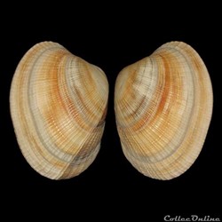 Veneridae - Ruditapes philippinarum (Adams & Reeve, 1850)
