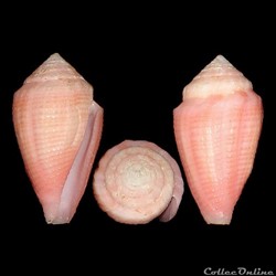 Kioconus (Nitidoconus) axelrodi (Walls, 1978)