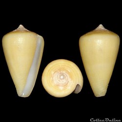 Lautoconus (Africonus) josephinae (Rolán, 1980)
