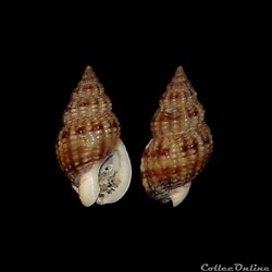 Nassariidae - Tritia incrassata (Ström, 1768)