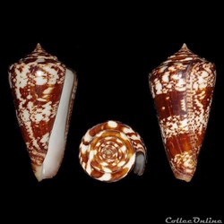 Leptoconus amadis (Gmelin, 1791)