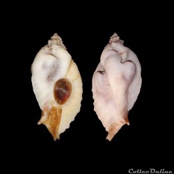 Muricidae - Jaton sinespina (Vermeiji & Houart, 1996)