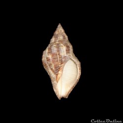 Muricidae - Stramonita canaliculata (Gray, 1839)