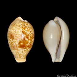 Cypraeidae - Schilderina achatidea achatidea (Gray, 1837)