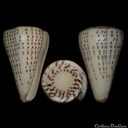 Lithoconus leopardus (Röding, 1798)