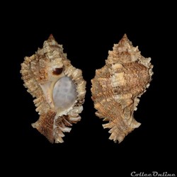 Muricidae - Phyllonotus pomum (Gmelin, 1791)