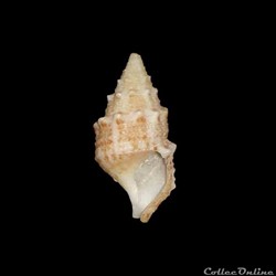 Cerithiidae - Cerithium litteratum (Born, 1778)