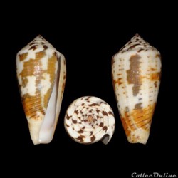Pionoconus magus (Linné, 1758)