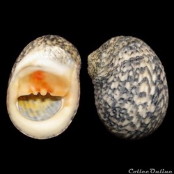 Neritidae - Nerita peloronta (Linné, 1758)