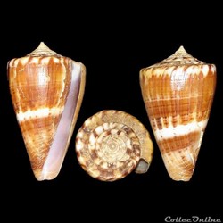 Kioconus (Ongoconus) fumigatus (Hwass in Bruguière, 1792)