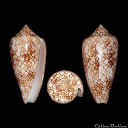 Cylinder canonicus (Hwass in Bruguière, 1792)