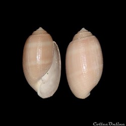 Actenoidae - Acteon tornatilis (Linné, 1758)