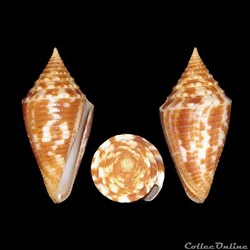 Turriconus (Turriconus) acutangulus (Lamarck, 1810)