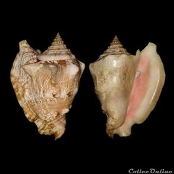 Strombidae - Lobatus raninus (Gmelin, 1791)