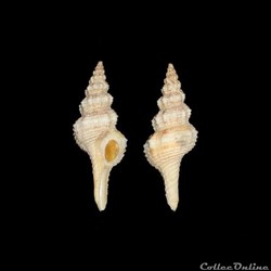 Fasciolariidae - Pseudofusus pulchellus (Philippi, 1840)