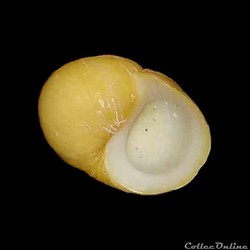 Littorinidae - Littorina obtusata (Linné, 1758)