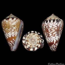 Lautoconus (Africonus) derrubado (Rolán & Fernandes, 1990)