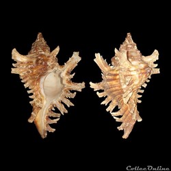 Muricidae - Chicoreus brevifrons (Lamarck, 1822)