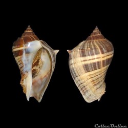Melongenidae - Melongena melongena (Linné, 1758)