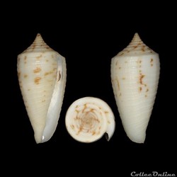 Phasmoconus (Phasmoconus) lovellreevei (Raybaudi Massilia, 1993)