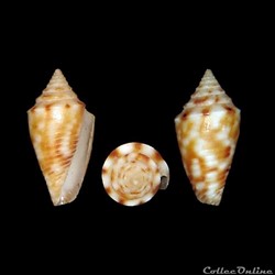 Jaspidiconus stearnsii (Conrad, 1869)