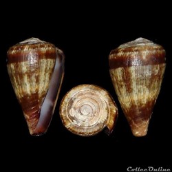 Lautoconus (Africonus) regonae (Rolán & Trovão, 1990)
