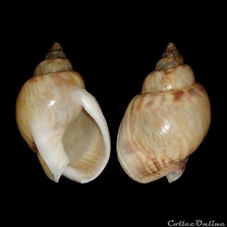 Nassariidae - Tritia mutabilis (Linné, 1758)