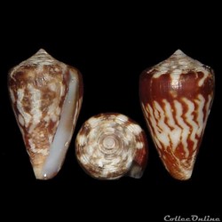Lautoconus (Africonus) verdensis (Trovão, 1979)