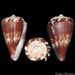 Lautoconus (Africonus) vulcanus (Tenorio & Afonso, 2004)