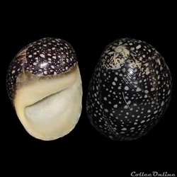 Neritidae - Nereina punctulata (Lamarck, 1816)