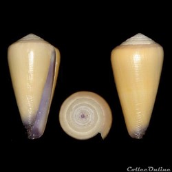 Virgiconus emaciatus (Reeve, 1849)