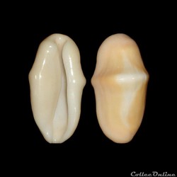 Ovulidae - Cyphoma gibbosum (Linné, 1758)