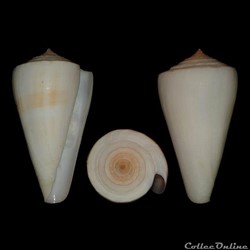 Monteiroconus fergusoni (Sowerby II, 1873)