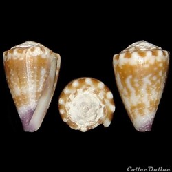 Harmoniconus nux (Broderip, 1833)