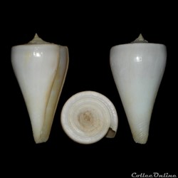 Continuconus sugimotonis (Kuroda, 1928)