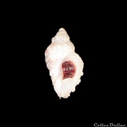 Coralliophilidae - Coralliophila caribaea (Abbot, 1958)