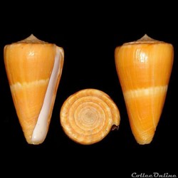 Dauciconus (Dauciconus) daucus (Hwass in Bruguière, 1792)