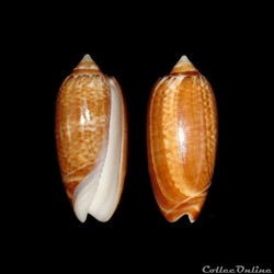 Olividae - Oliva bifasciata (Kuster, 1878)