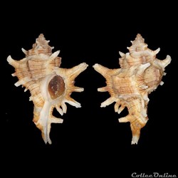 Muricidae - Chicoreus varius (Sowerby II, 1834)