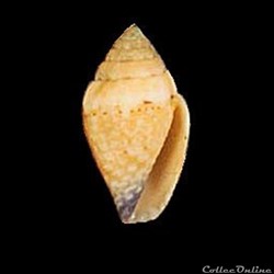 Pygmaeconus traillii (Adams, 1835)