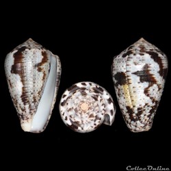 Pionoconus catus (Hwass in Bruguière, 1792)