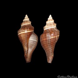 Melongenidae - Pugilina morio (Linné, 1758)