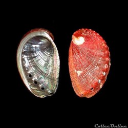Haliotidae - Haliotis tuberculata lamellosa (Lamarck, 1822)