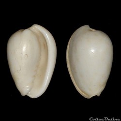Cystiscidae - Persicula sp. (Linné, 1758)