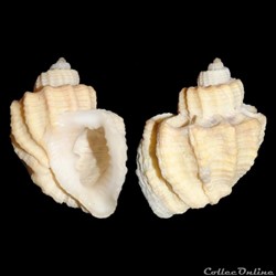 Cancellariidae - Trigonostoma scala (Gmelin, 1791)