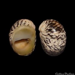 Neritidae - Theodoxus danubialis (Pfeiffer, 1828)