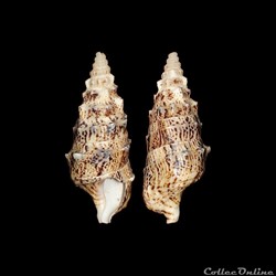 Cerithiidae - Rhinoclavis vertagus (Linné, 1767)