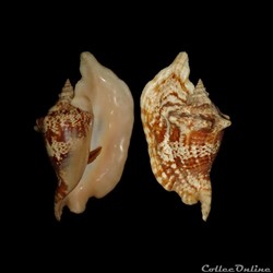Strombidae - Lobatus gallus (Linné, 1758)